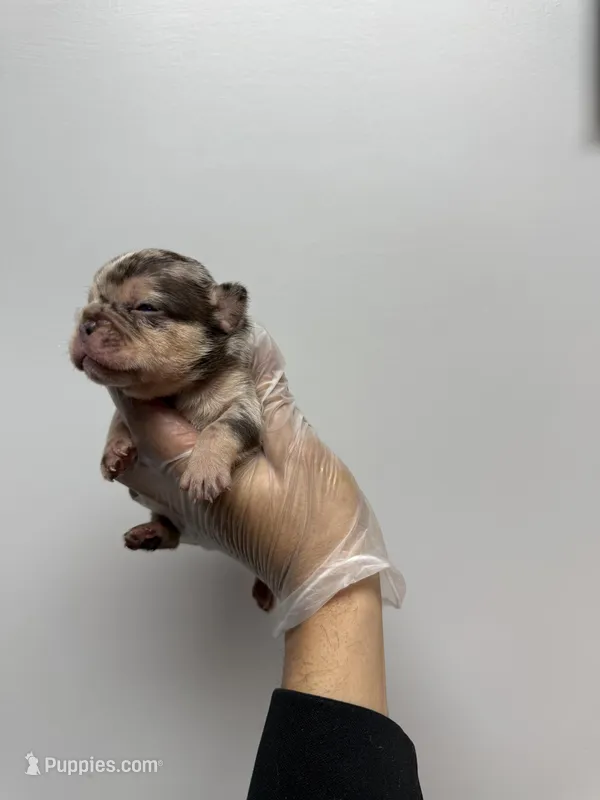 Toby, a male French Bulldog for sale in Long Prairie, MN – Photo 1 of 4