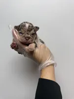 Toby, a male French Bulldog for sale in Long Prairie, MN – Photo 3 of 4