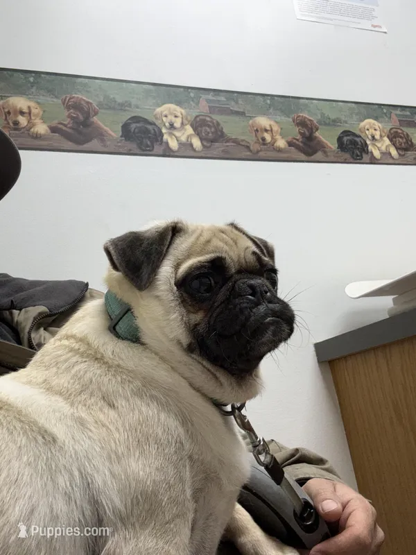 Lili  – Pug puppy for sale in Long Prairie, MN