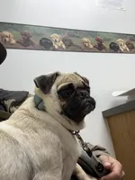 Lili , a female Pug for sale in Long Prairie, MN – Photo 1 of 3