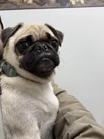 Lili , a female Pug for sale in Long Prairie, MN – Photo 3 of 3