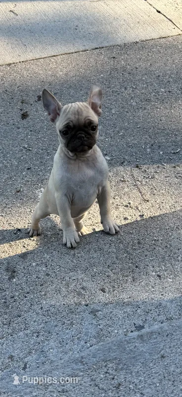 Lucy  – French Bulldog, Pug puppy for sale in Long Prairie, MN