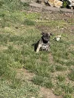 Oakley , a male French Bulldog and Pug for sale in Long Prairie, MN – 3 of 6