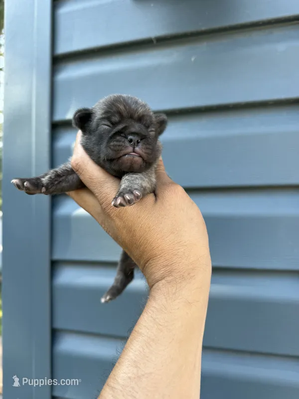 Perla  – Pug puppy for sale in Long Prairie, MN