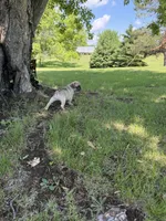 Coco , a male French Bulldog for sale in Long Prairie, MN – 5 of 5