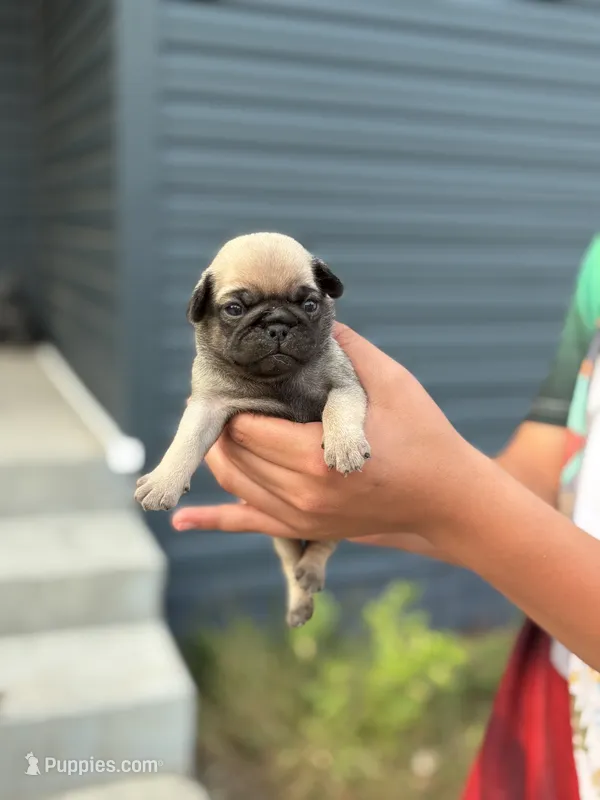 Lili  – Pug puppy for sale in Long Prairie, MN