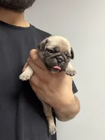 Nala , a female Pug for sale in Long Prairie, MN – Photo 3 of 3