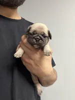 Nala , a female Pug for sale in Long Prairie, MN – Photo 1 of 3