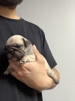 Nala , a female Pug for sale in Long Prairie, MN – Photo 2 of 3