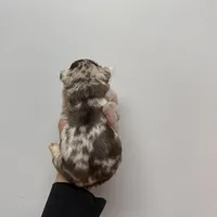 Felipe akc , a male French Bulldog for sale in Long Prairie, MN – Photo 5 of 7