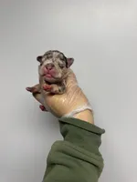 Felipe , a male French Bulldog for sale in Long Prairie, MN – Photo 1 of 3