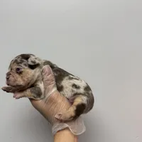 Felipe akc , a male French Bulldog for sale in Long Prairie, MN – Photo 4 of 7