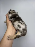 Felipe akc , a male French Bulldog for sale in Long Prairie, MN – Photo 7 of 7