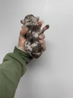 Felipe , a male French Bulldog for sale in Long Prairie, MN – Photo 3 of 3