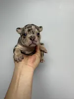 Felipe akc , a male French Bulldog for sale in Long Prairie, MN – Photo 6 of 7