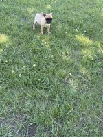 Rosita , a female French Bulldog for sale in Long Prairie, MN – 3 of 3