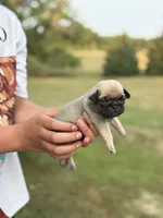 Lili , a female Pug for sale in Long Prairie, MN – 2 of 3