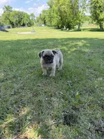 Coco , a male French Bulldog for sale in Long Prairie, MN – 2 of 5