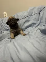 Arlo, a male Pug for sale in Long Prairie, MN – Photo 1 of 4