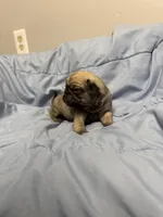 Arlo, a male Pug for sale in Long Prairie, MN – Photo 4 of 4