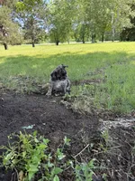 Elsa , a female French Bulldog and Pug for sale in Long Prairie, MN – 2 of 7