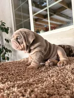 N/A, a male English Bulldog for sale in Jurupa Valley, CA – 2 of 3