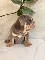 Chunky , a male English Bulldog for sale in Jurupa Valley, CA – 1 of 4