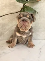 Chunky , a male English Bulldog for sale in Jurupa Valley, CA – 4 of 4