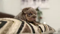Princess , a female English Bulldog for sale in Jurupa Valley, CA – 6 of 6
