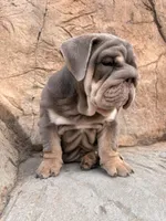 Chunky , a male English Bulldog for sale in Jurupa Valley, CA – 7 of 8