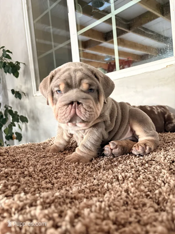 N/A – English Bulldog puppy for sale in Jurupa Valley, CA