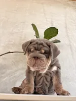Chunky , a male English Bulldog for sale in Jurupa Valley, CA – 3 of 4