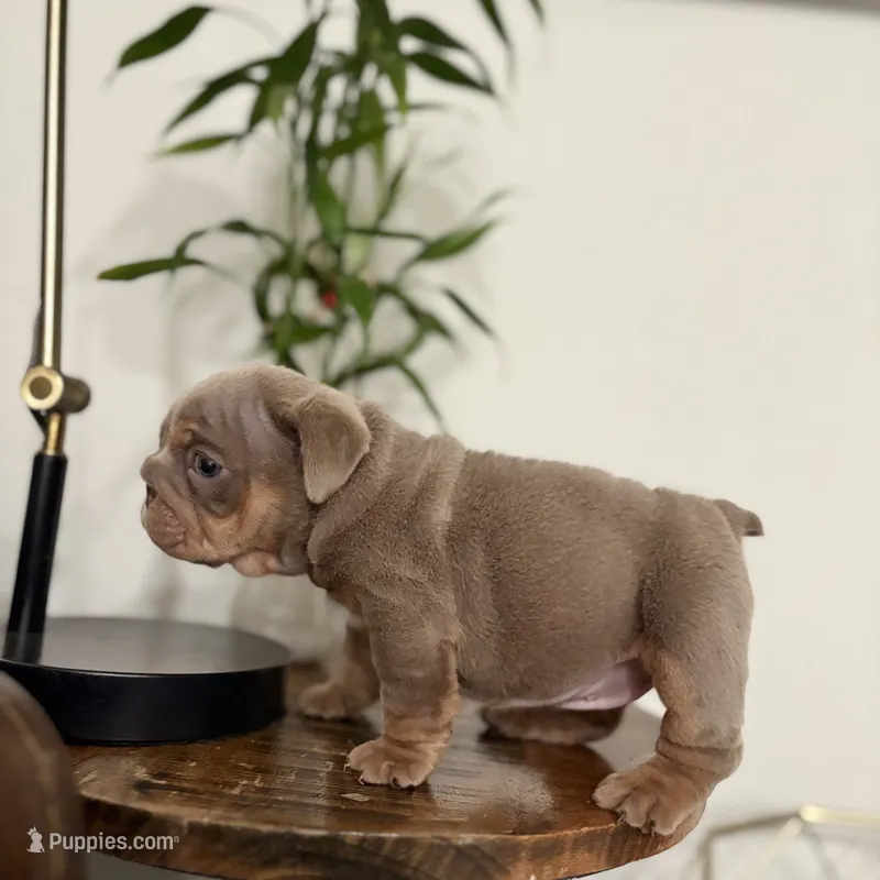 Princess  – English Bulldog puppy for sale in Jurupa Valley, CA