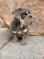 Chunky , a male English Bulldog for sale in Jurupa Valley, CA – 8 of 8