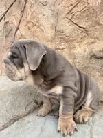 Chunky , a male English Bulldog for sale in Jurupa Valley, CA – 5 of 8