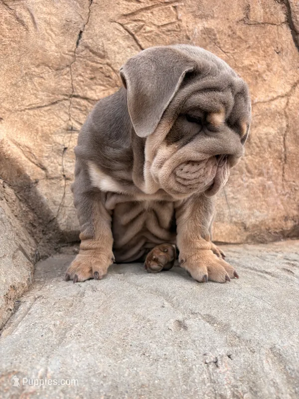 Chunky  – English Bulldog puppy for sale in Jurupa Valley, CA