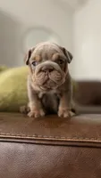 Princess , a female English Bulldog for sale in Jurupa Valley, CA – 4 of 6