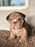N/A, a male English Bulldog for sale in Jurupa Valley, CA – 1 of 3