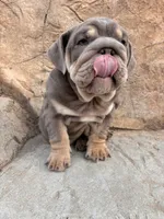 Chunky , a male English Bulldog for sale in Jurupa Valley, CA – 4 of 8