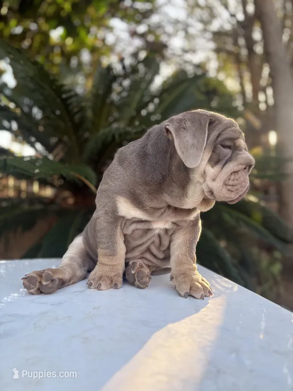 Chunky  – English Bulldog puppy for sale in Jurupa Valley, CA