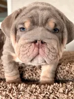 N/A, a male English Bulldog for sale in Jurupa Valley, CA – 3 of 3