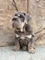 Chunky , a male English Bulldog for sale in Jurupa Valley, CA – 6 of 8