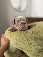 Princess , a female English Bulldog for sale in Jurupa Valley, CA – 2 of 6