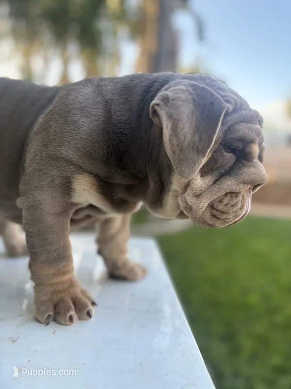 Chunky  – English Bulldog puppy for sale in Jurupa Valley, CA