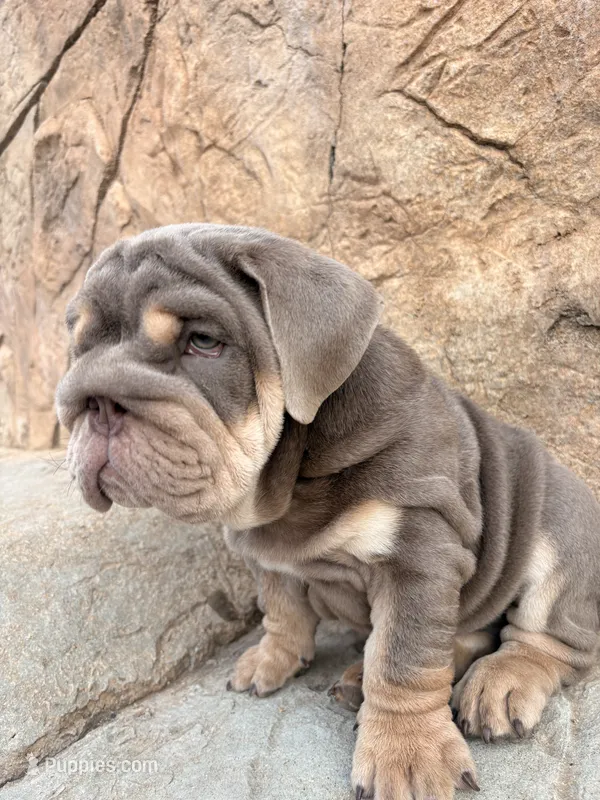 Chunky  – English Bulldog puppy for sale in Jurupa Valley, CA