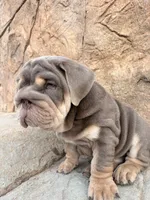 Chunky , a male English Bulldog for sale in Jurupa Valley, CA – 2 of 8