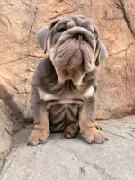 Chunky , a male English Bulldog for sale in Jurupa Valley, CA – 3 of 8