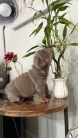 Princess , a female English Bulldog for sale in Jurupa Valley, CA – 3 of 6