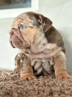 N/A, a male English Bulldog for sale in Jurupa Valley, CA – 3 of 3