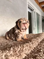 N/A, a male English Bulldog for sale in Jurupa Valley, CA – 2 of 3